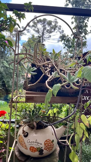 Publicação de Larissa sobre plantas e cuidado